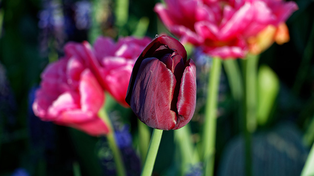 Tulipe Parc de  Keukenhof